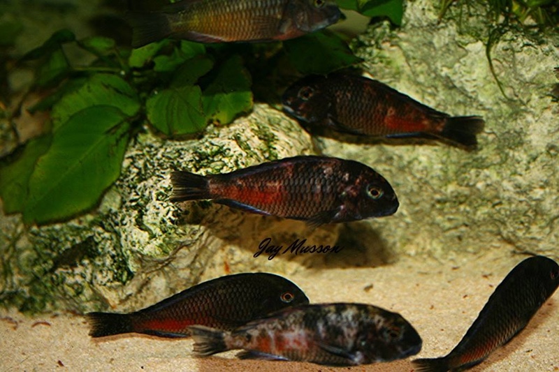 Tropheus sp. 'red' Cape Kipimbi (Kushangaza)